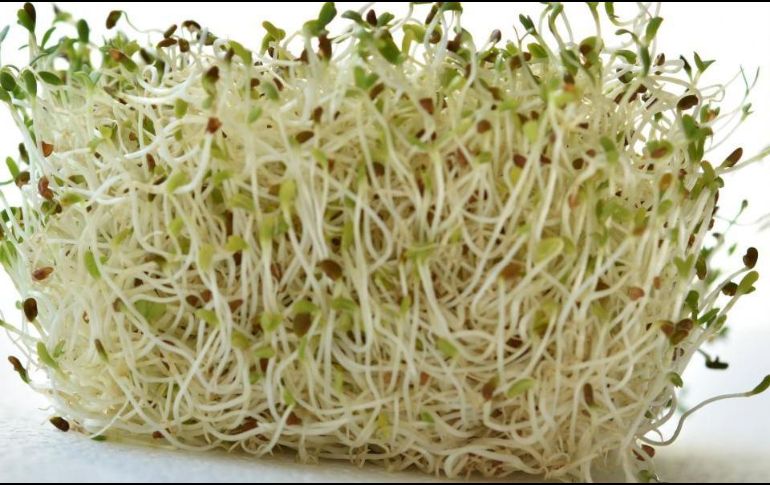 La alfalfa es una planta que puede dar alivio a los que padecen de artritis. ESPECIAL