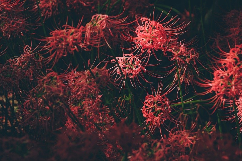 El color rojo de la flor se asocia con la sangre y la muerte en la cultura japonesa.  Unsplash / Chris Vanhove &nbsp;