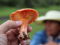 En México, los hongos psilocibes son considerados una droga. La única excepción de la prohibición, especificada en el Código Penal, es para las comunidades indígenas. NTX / ARCHIVO