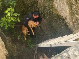 Al escuchar sus ladridos en un terreno baldío, descubrió que 