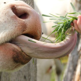 Qué tan bueno es para la salud comer lengua de res