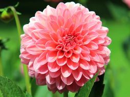 Existen más de 43 especies de Dalia, 35 de las cuales son endémicas de nuestro país. Créditos: Pixabay / @AnnaER