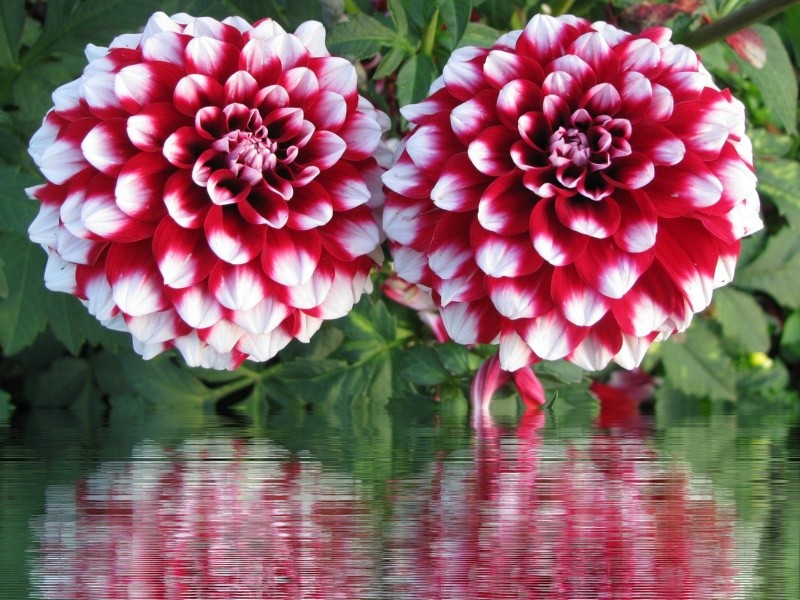 En la mitología mexica, la Dalia estaba asociada con la diosa de la muerte, Coatlicue. Créditos: &nbsp;Pixabay