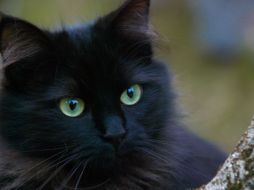 Estudios recientes, como los de la Universidad de Oregón, indican que más del 60 % de los gatos desarrollan un apego seguro hacia sus cuidadores. Pixabay.