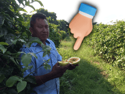 Esta fruta tiene propiedades antioxidantes, antiinflamatorias, antihipertensivas y hepatoprotectoras, entre otras. NTX / ARCHIVO