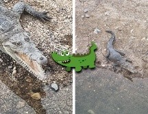 Como cada año, el 23 de agosto de celebra el Día Nacional del Cocodrilo en México; estos son los lugares en donde puedes avistarlos con precaución en Puerto Vallarta. EL INFORMADOR/ Ó. Álvarez