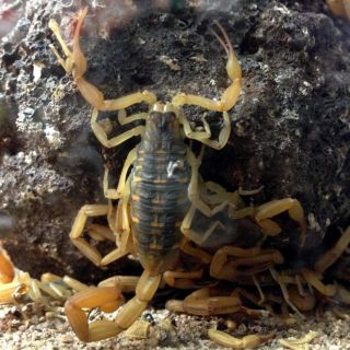 Esto es lo más importante para combatir una plaga de alacranes en casa