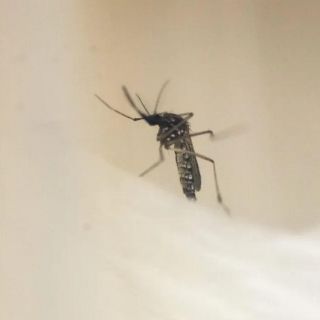 El virus del dengue se expande a estos estados