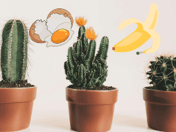 Los fertilizantes propician el adecuado desarrollo de tus plantas. ESPECIAL / Pexels @Scott Webb / CANVA