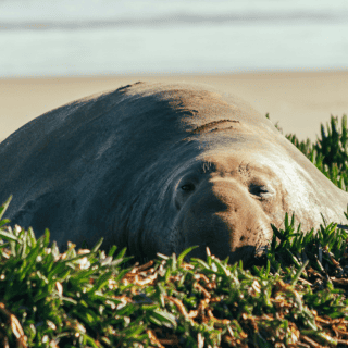 Panchito Cortés: El elefante marino que viaja desde la Patagonia hasta México