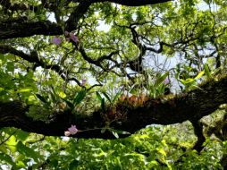 El VII Encuentro Mexicano de Orquideología busca no solo difundir los avances científicos sobre las orquídeas mexicanas, sino también promover la investigación y la educación en torno a estas plantas.ESPECIAL