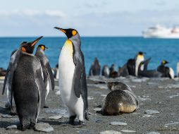 Las muestras obtenidas han sido analizadas en España. UNSPLASH / P. CARROLL