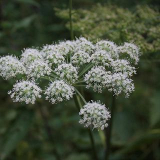 Esta es la planta china que calma los dolores menstruales