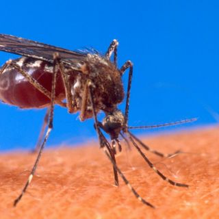 ¿Dónde pica el mosquito que transmite el dengue?