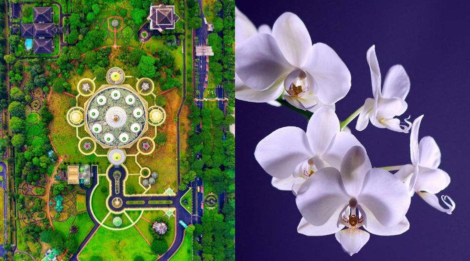 El 40 por ciento de las orquídeas en México son endémicas del país. Pexels