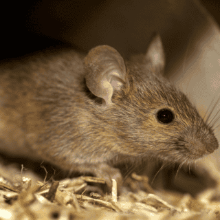 Ratones transparentes: ¿Un experimento logró hacer su piel invisible?