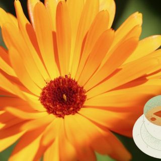 Descubre las diez increíbles propiedades naturales que posee la flor de caléndula