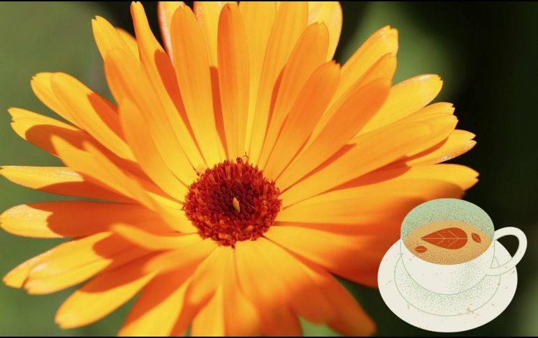 El té de caléndula es rico y fácil de preparar. ESPECIAL / CANVA / PIXABAY