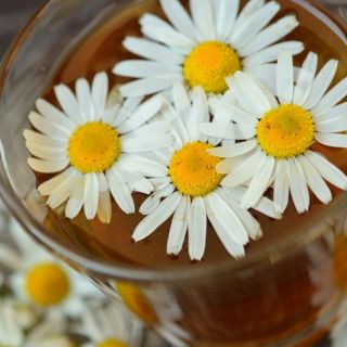 ¿Quiénes no pueden consumir manzanilla?