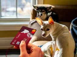 La asistencia veterinaria telefónica es de las 24 horas del día, los 7 días de la semana los 365 días del año. UNSPLASH / C. ROBERT