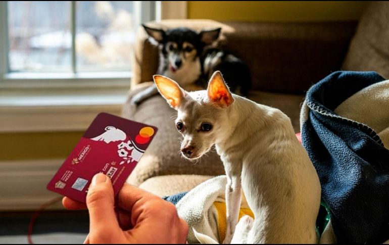 La asistencia veterinaria telefónica es de las 24 horas del día, los 7 días de la semana los 365 días del año. UNSPLASH / C. ROBERT