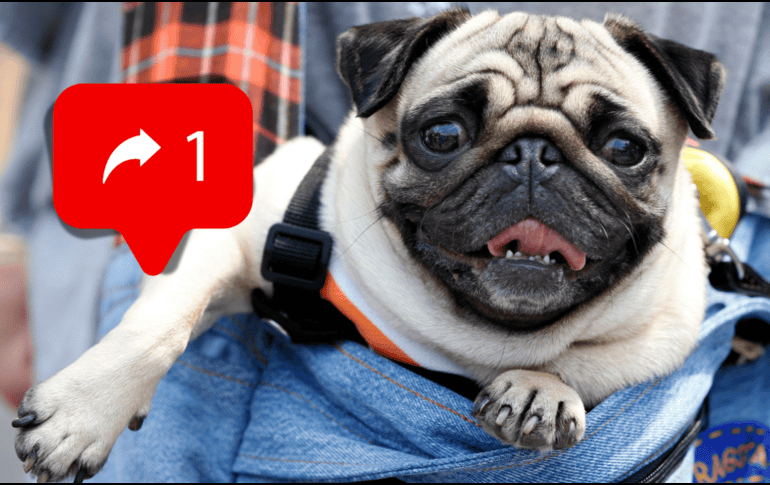 Expertos han identificado diferentes modus operandi de extorsionadores de mascotas en redes sociales. AP / ARCHIVO