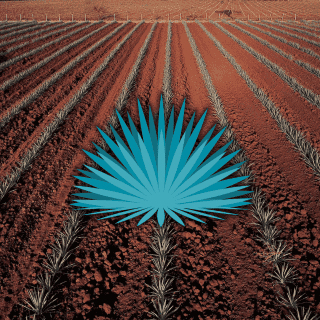 ¿Por qué ha bajado el precio del agave?