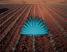 Actualmente, el precio del agave ha disminuido de manera significativa, considerando que el año pasado se cotizó hasta en 30 pesos por kilo. AFP / ARCHIVO