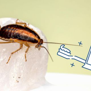 Extermina las cucarachas de tu hogar usando solo PASTA DE DIENTES