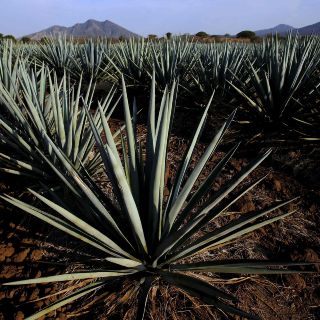 ¿Qué está más cerca de Guadalajara: Chapala o Tequila?