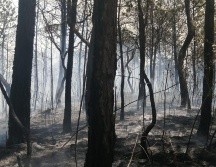 El tiempo de recuperación del ecosistema dañado es de aproximadamente un año. ESPECIAL / Fiscalía de Jalisco