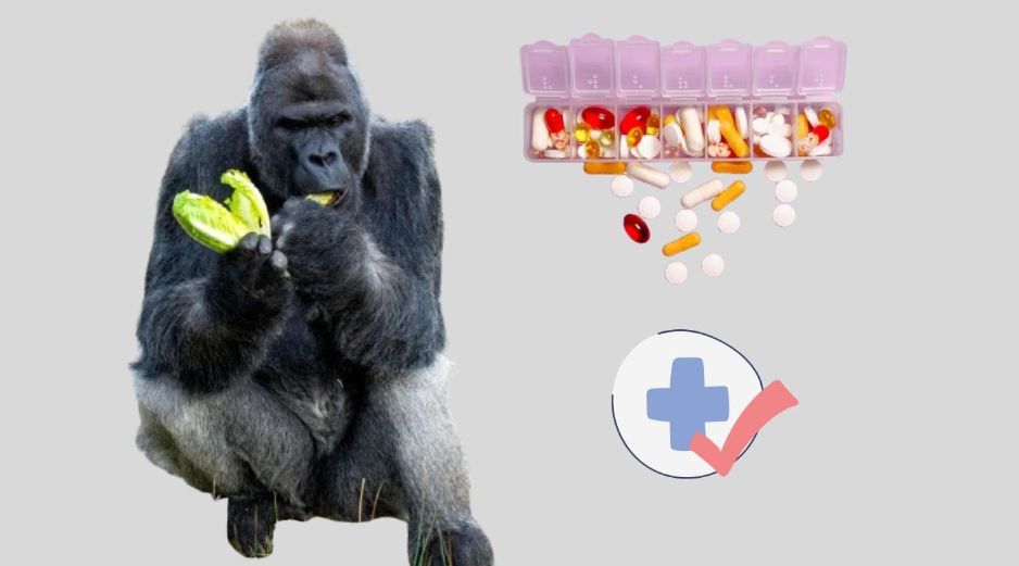 Al estudiar los efectos beneficiosos de la medicación en gorilas, se podrían descubrir nuevos tratamientos para los humanos. Pexels y CANVA