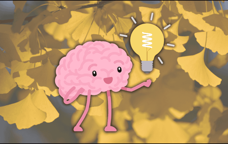 Algunos estudios sugieren que esta planta puede tener un impacto positivo en la memoria y la concentración. EFE / ARCHIVO