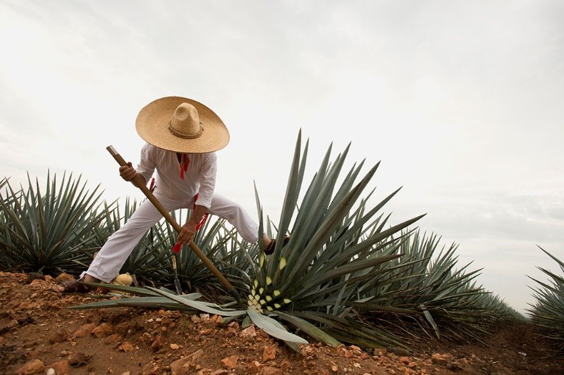 Jimador cortando agave en Tequila, Jalisco. ESPECIAL/Secretaría de Turismo&nbsp;