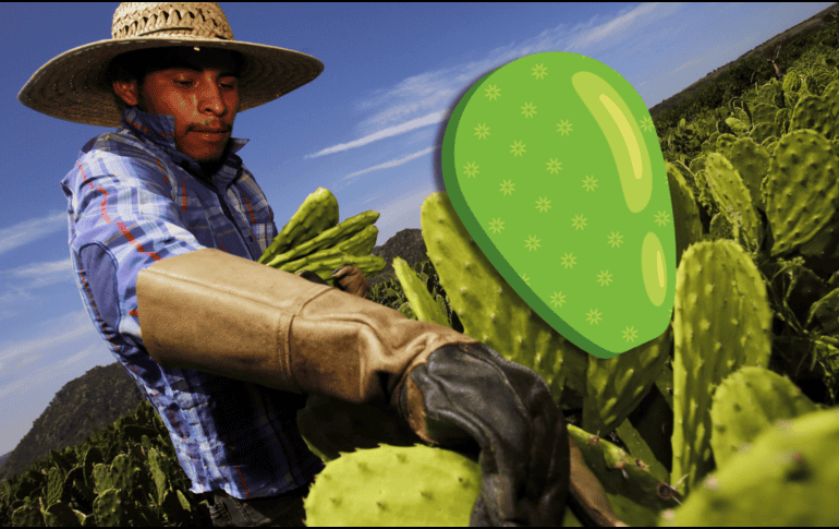 El nopal suele ser un gran elemento para controlar el colesterol alto y para personas que buscan perder peso. AFP / ARCHIVO