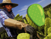 El nopal suele ser un gran elemento para controlar el colesterol alto y para personas que buscan perder peso. AFP / ARCHIVO