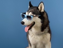 Algunas personas tienden a elegir a mascotas con similitudes a las de ellos desde el principio. FREEPIK