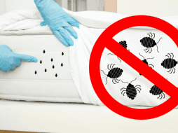 Las chinches, insectos de fácil propagación, suelen esconderse en estos rincones de tu colchón y no lo sabías. CANVA/ ESPECIAL