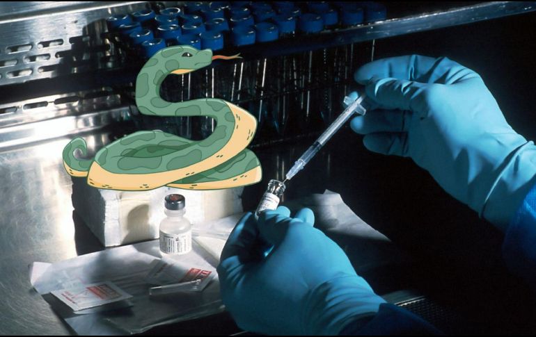 Los antivenenos son capaces de prevenir complicaciones graves como daños en los tejidos, parálisis o incluso la muerte. UNSPLASH / NATIONAL CANCER INSTITUTE