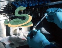 Los antivenenos son capaces de prevenir complicaciones graves como daños en los tejidos, parálisis o incluso la muerte. UNSPLASH / NATIONAL CANCER INSTITUTE