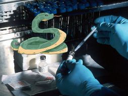 Los antivenenos son capaces de prevenir complicaciones graves como daños en los tejidos, parálisis o incluso la muerte. UNSPLASH / NATIONAL CANCER INSTITUTE