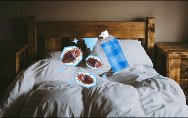 Las chinches se ocultan en las camas y sus inmediaciones, en las grietas de las sillas, los sillones, etc. UNSPLASH / A. SPRATT