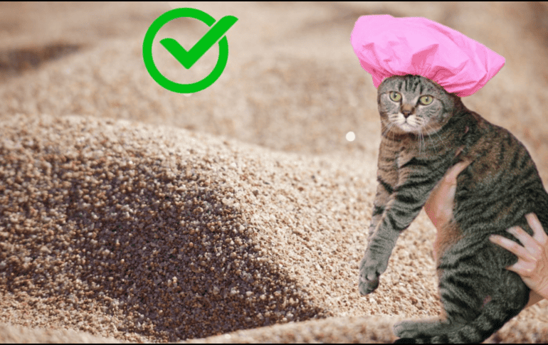 Es importante mantener la limpieza regular del baño de tu mascota. Pexels, Pixabay y CANVA