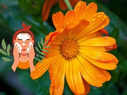 Uno de los principales factores que hacen a la caléndula tan efectiva es su alto contenido en flavonoides. Unsplash.