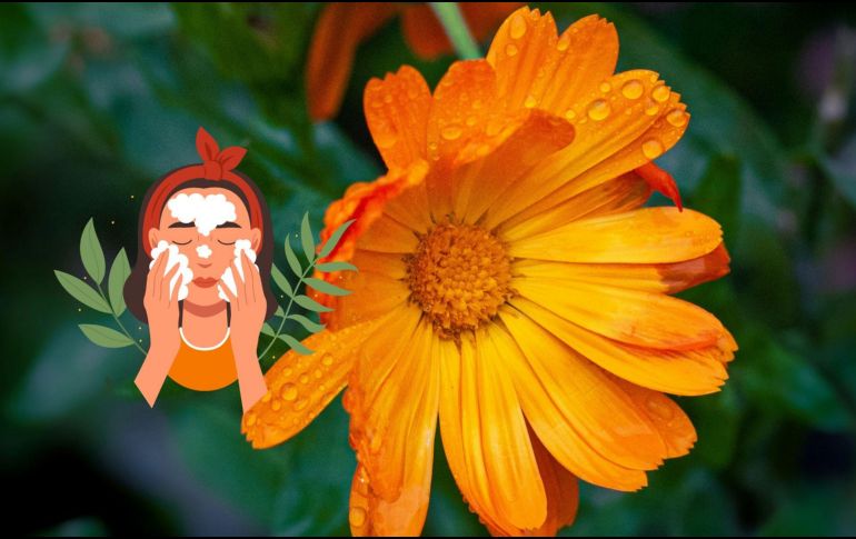 Uno de los principales factores que hacen a la caléndula tan efectiva es su alto contenido en flavonoides. Unsplash.