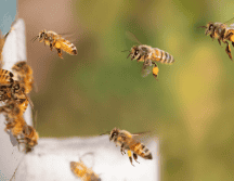 La baja de polinizadores influye negativamente en la polinización y la productividad de los cultivos. Pixabay