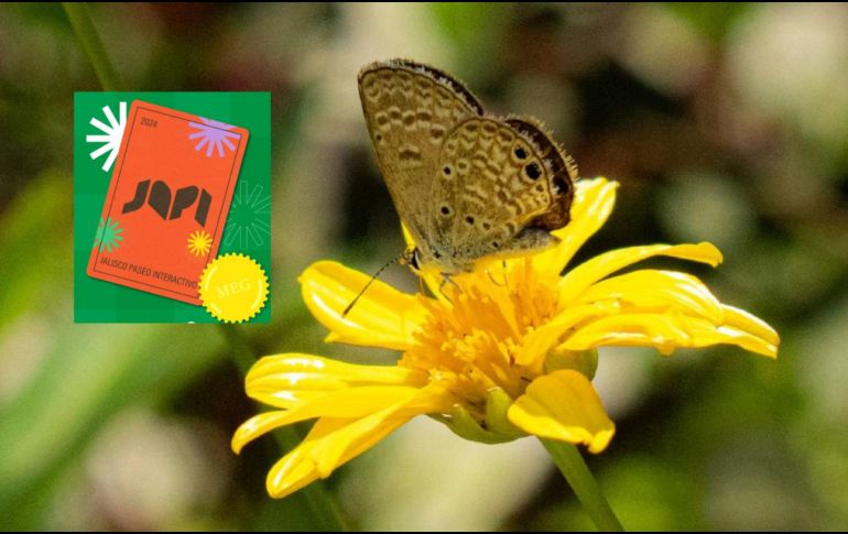 El museo cuenta con alrededor de 90 exhibiciones y 5 experiencias inmersivas. FACEBOOK/ JAPI (Jalisco Paseo Interactivo)