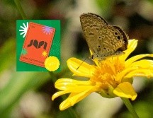 El museo cuenta con alrededor de 90 exhibiciones y 5 experiencias inmersivas. FACEBOOK/ JAPI (Jalisco Paseo Interactivo)