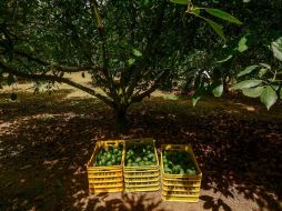 Esta ce reconocimiento eleva la competitividad de los productores de aguacate en Jalisco para que puedan movilizar sus mercancías en nuevos y mejores mercados. ESPECIAL