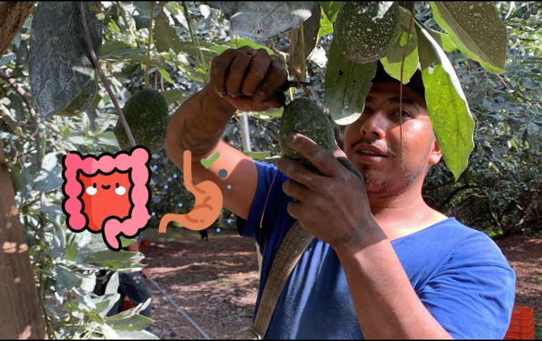 Estas frutas te pueden ayudar a resolver el malestar de inflamación estomacal en tu cuerpo. SUN / ARCHIVO